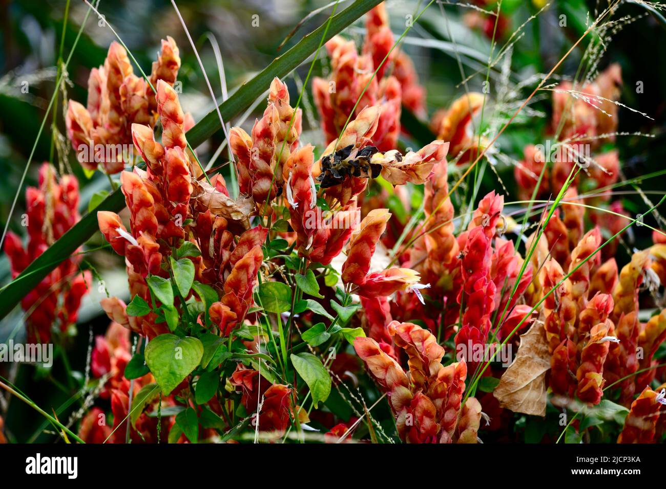 rote Blüten - rote Blüten Stockfoto
