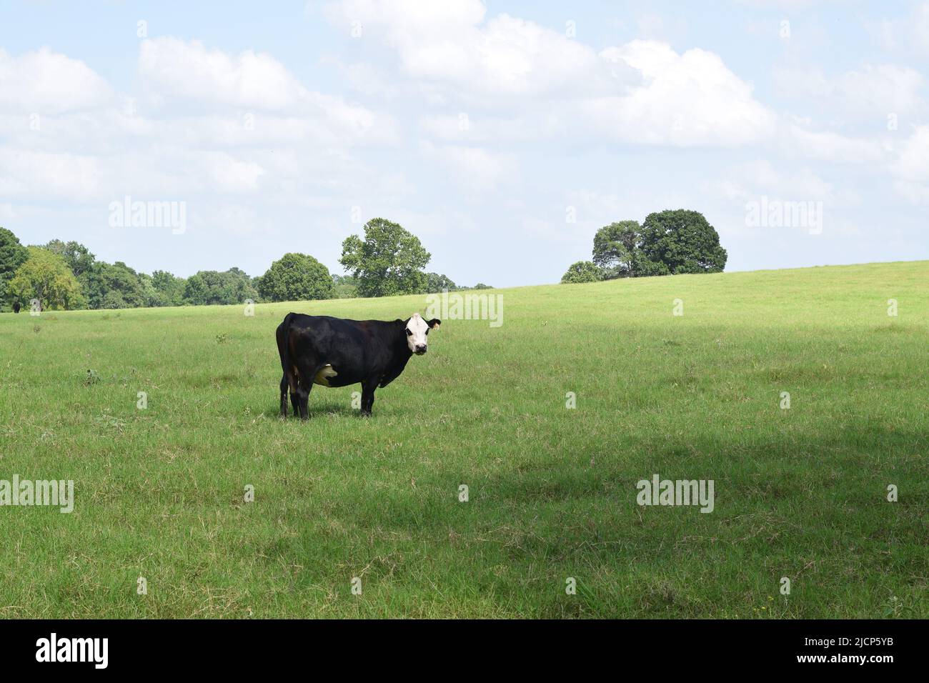 Eine weiße, schwarze Kuh, die auf einem Grasfeld steht und nach rechts zeigt, unter einem teilweise bewölkten Himmel Stockfoto