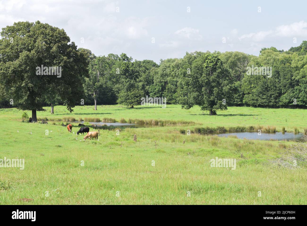 Kühe grasen auf einem Feld im Osten von Texas, darunter auch Kuhvögel im Gras unter einem teilweise bewölkten Himmel Stockfoto