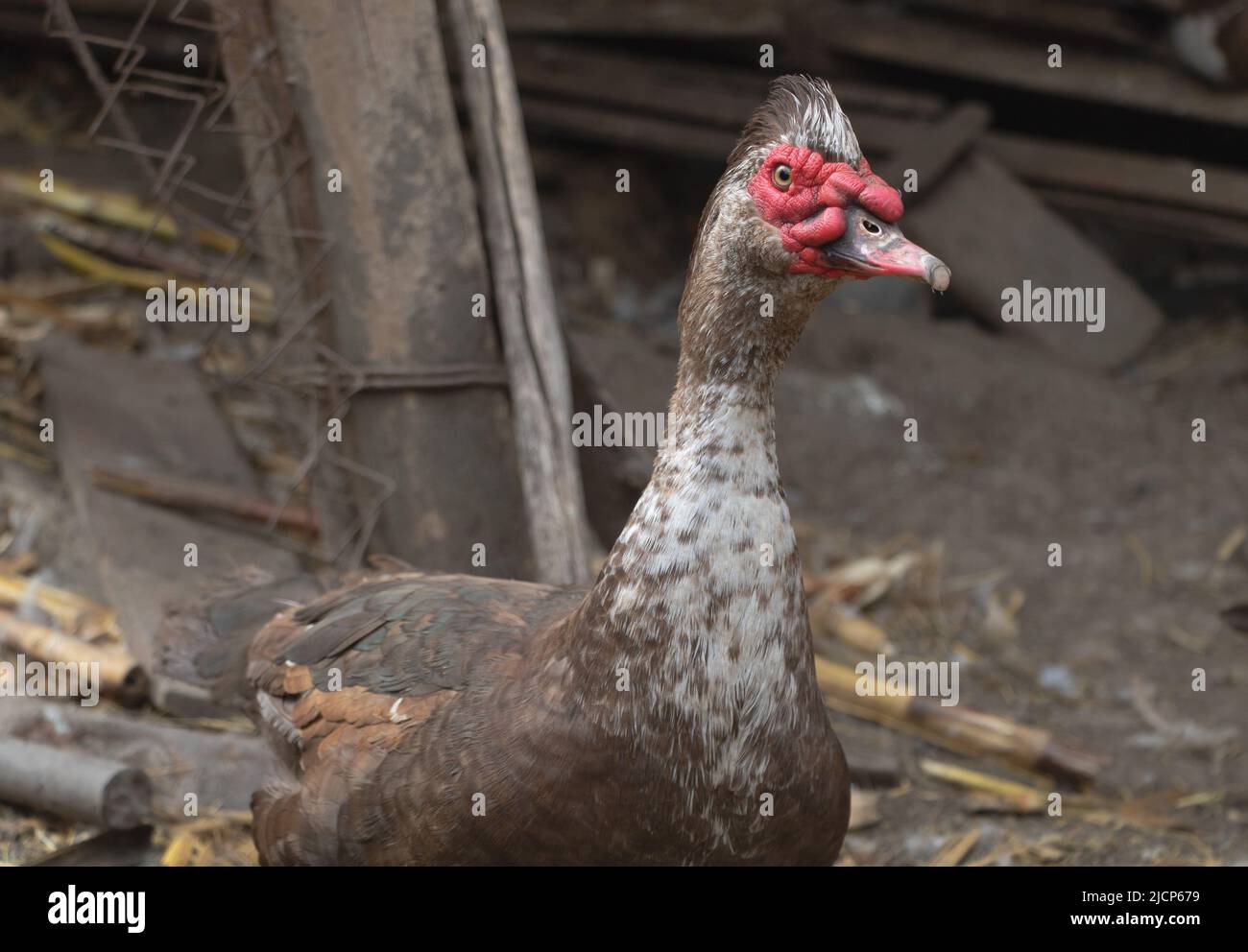 Nahaufnahme einer braunen Moskauer Ente Stockfoto