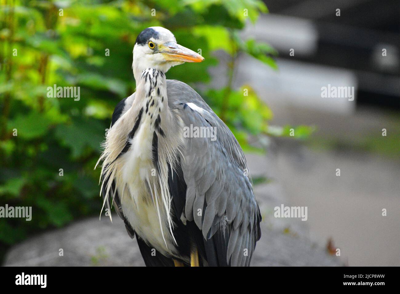 Gray Heron, Rochdale Canal, Hebden Bridge Stockfoto