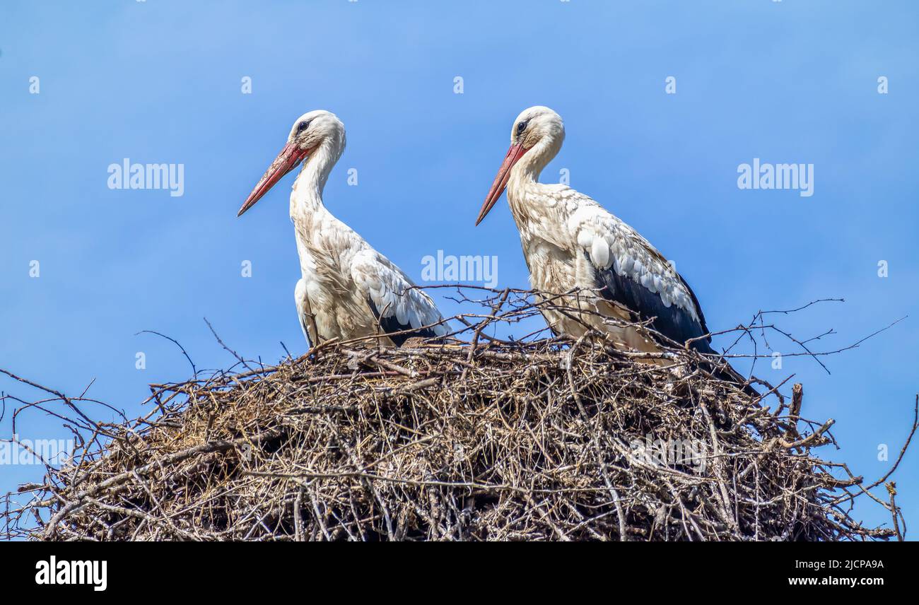 Zwei wunderschöne weiße Störche mit orangefarbenen Schnäbeln sitzen in einem Nest und genießen die frische, blaue Luft Stockfoto