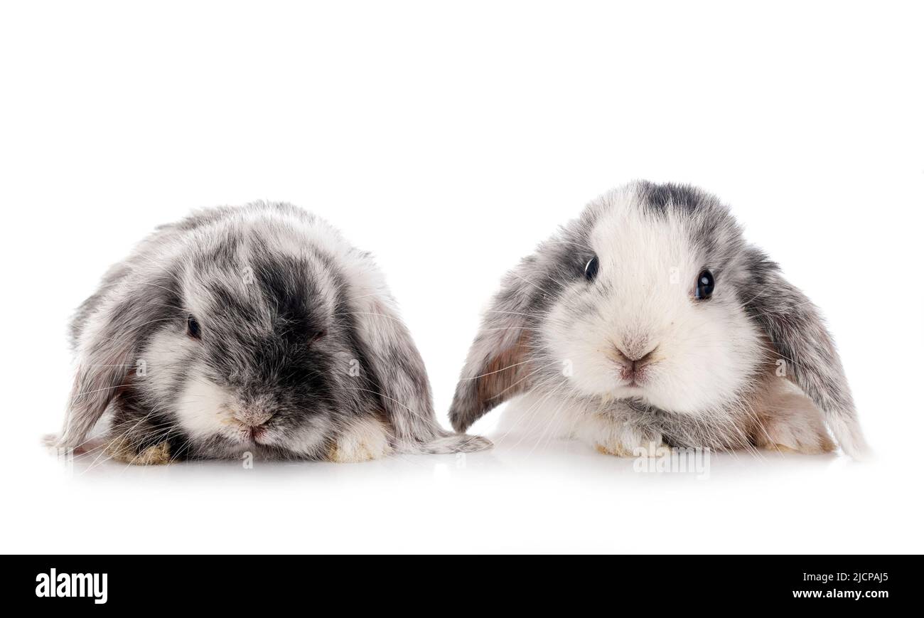Mini-Lops vor weißem Hintergrund Stockfoto