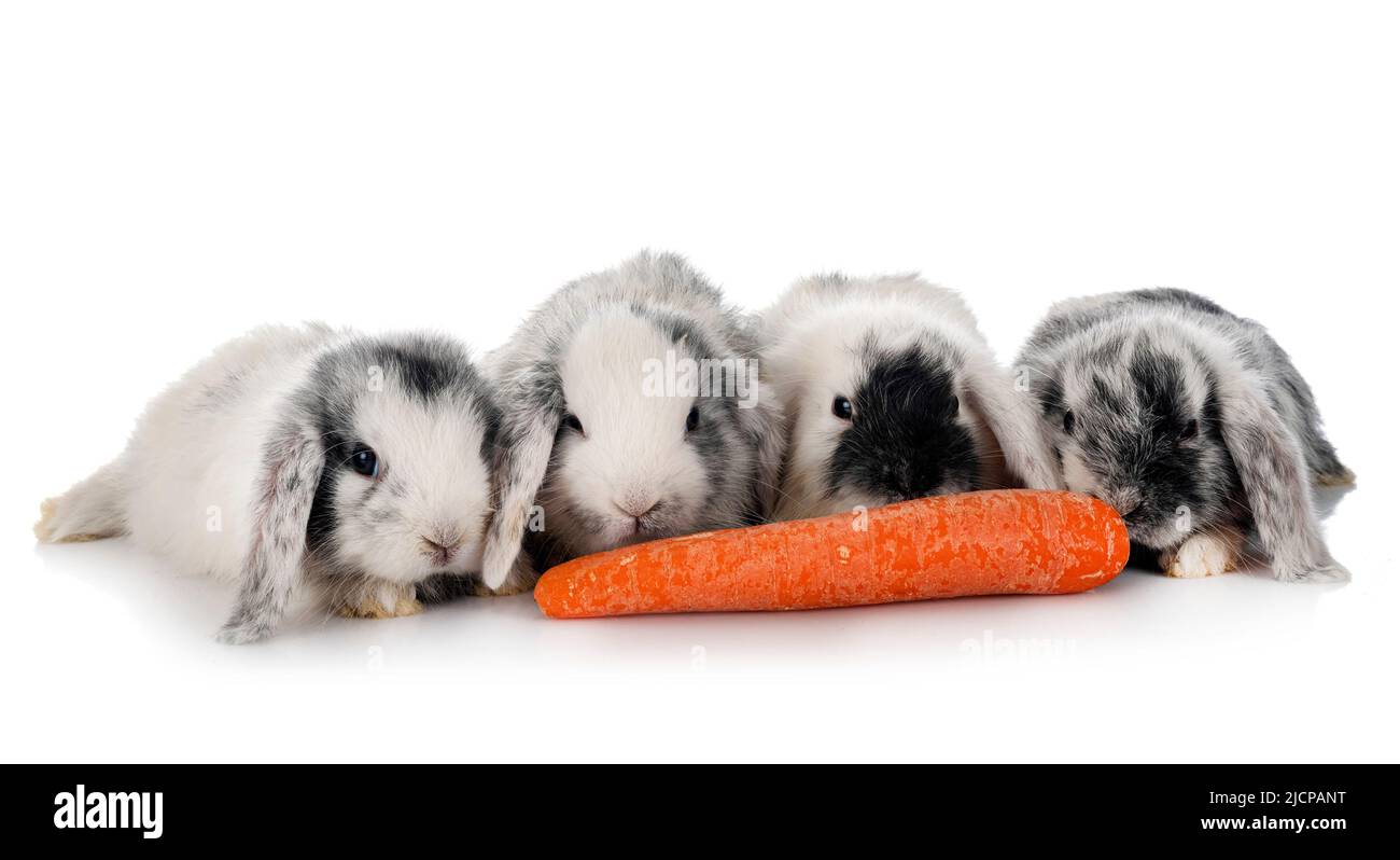 Mini-Lops vor weißem Hintergrund Stockfoto