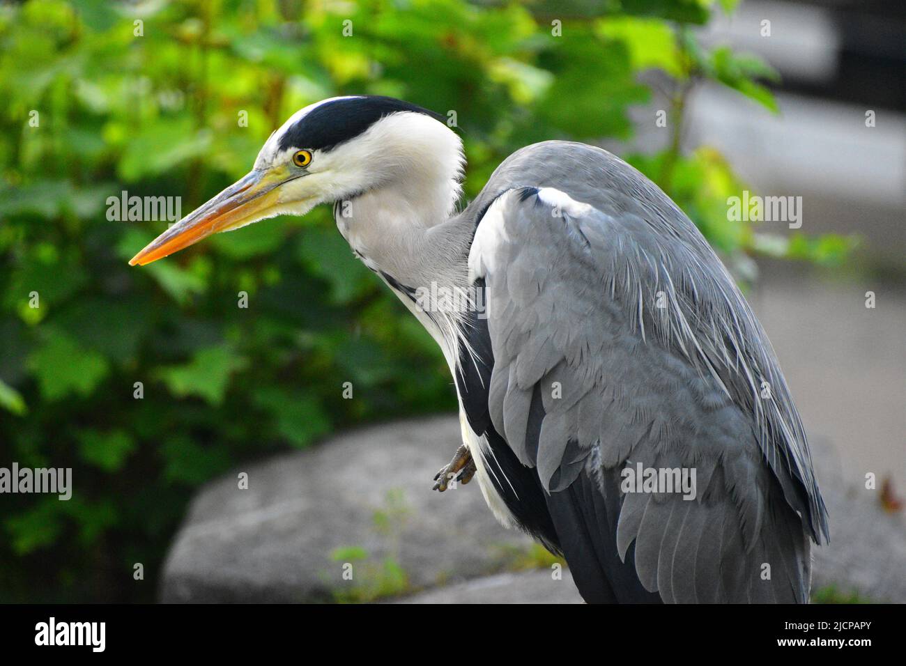 Gray Heron, Rochdale Canal, Hebden Bridge Stockfoto