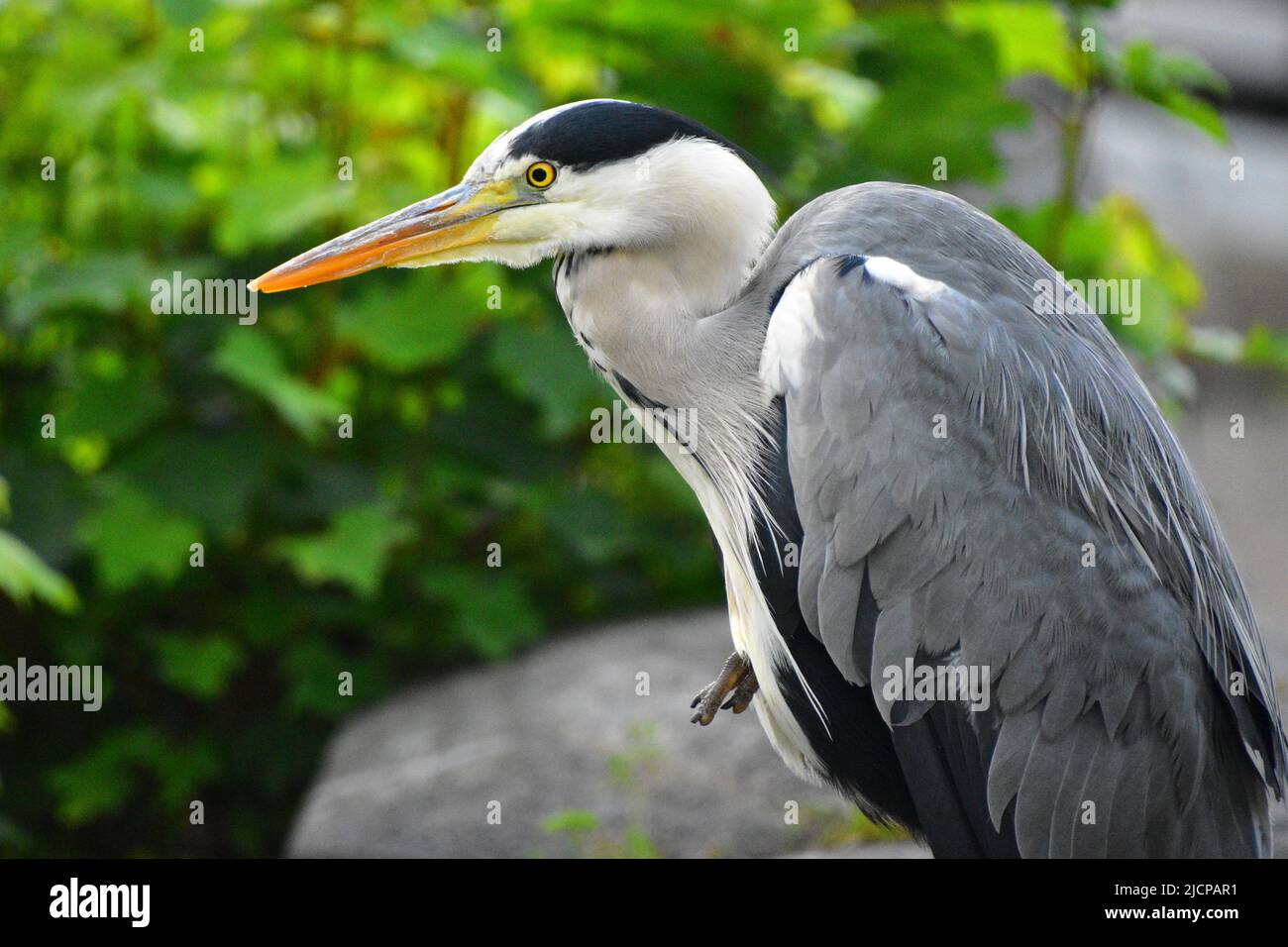 Gray Heron, Rochdale Canal, Hebden Bridge Stockfoto