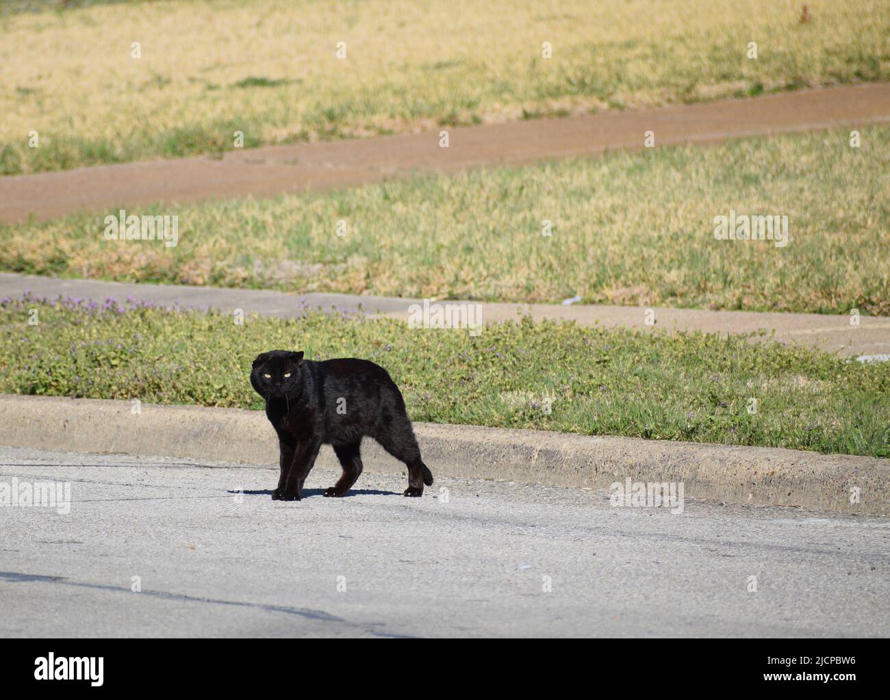 Gemeine und wütend aussehende schwarze Katze, die in einer Straße läuft Stockfoto