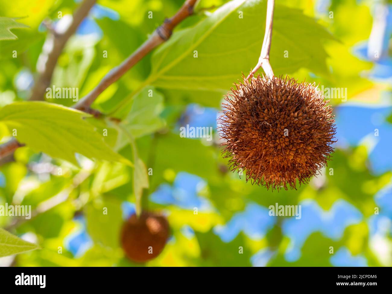 Platane, Platanenblätter und Blumen isoliert auf natürlichem Hintergrund. London Baumsaatenkugeln in einem Sommerpark. Früchte der amerikanischen Platane Stockfoto Platane, Platanenblätter und Blumen isoliert auf natürlichem Hintergrund. London Baumsaatenkugeln in einem Sommerpark. Früchte der amerikanischen Platane Stockfoto