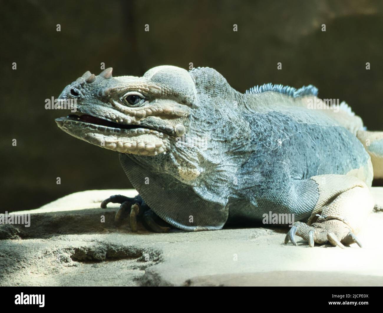 Großes Leguan, das auf einem Stein liegt. Dorniger Kamm und schuppige Haut. Tierfoto eines Reptils Stockfoto