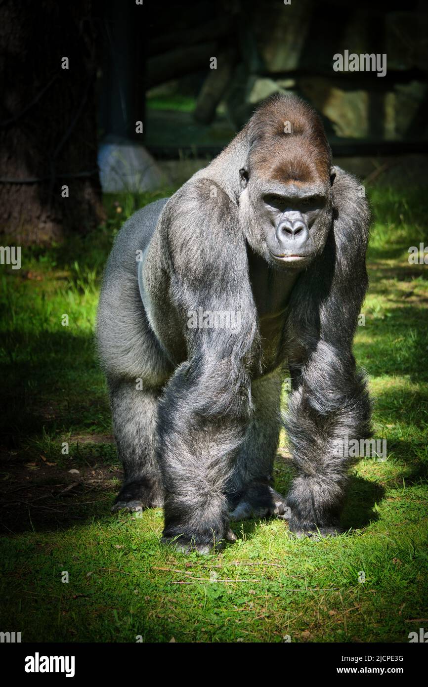 Gorilla, silberner Rücken. Der pflanzenfressende Großaffen ist beeindruckend und stark. Gefährdete Arten. Tierfoto in der Natur Stockfoto