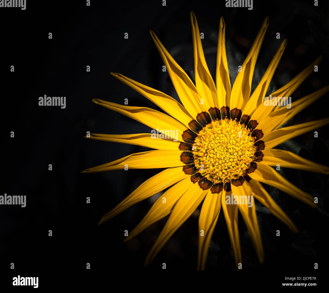 Gelbe Blume auf dunklem Hintergrund isoliert. Bunte Gazania linearis Blumen, Nahaufnahme. Gazania ist eine Zierpflanze in der Familie der Asteraceae Stockfoto