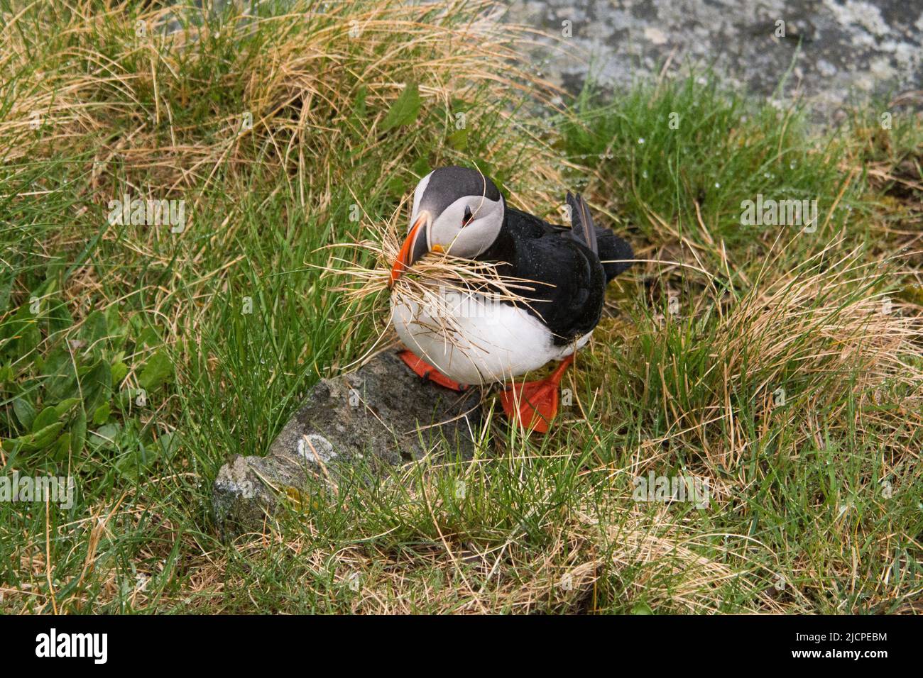 Atlantischer Papageientaucher pflückt Nistmaterial auf der Insel Runde an der Westküste Norwegens im Norwegischen Meer. Stockfoto