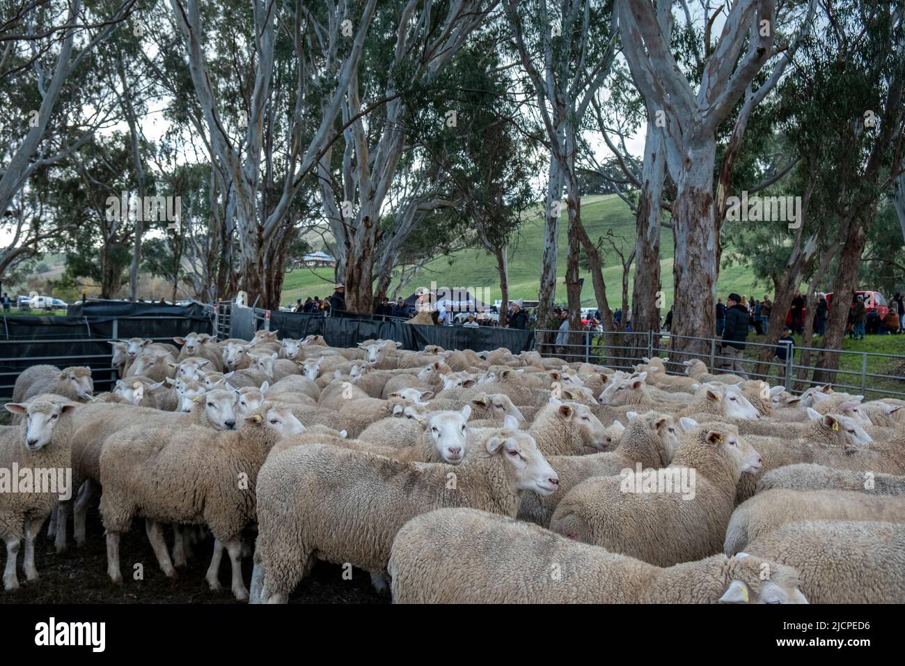 Border Leicester - Merino überqueren Schafe in einem Haltefeder an der Carsterton Australian Kelpie Muster. Carsterton, Victoria, Australien Stockfoto