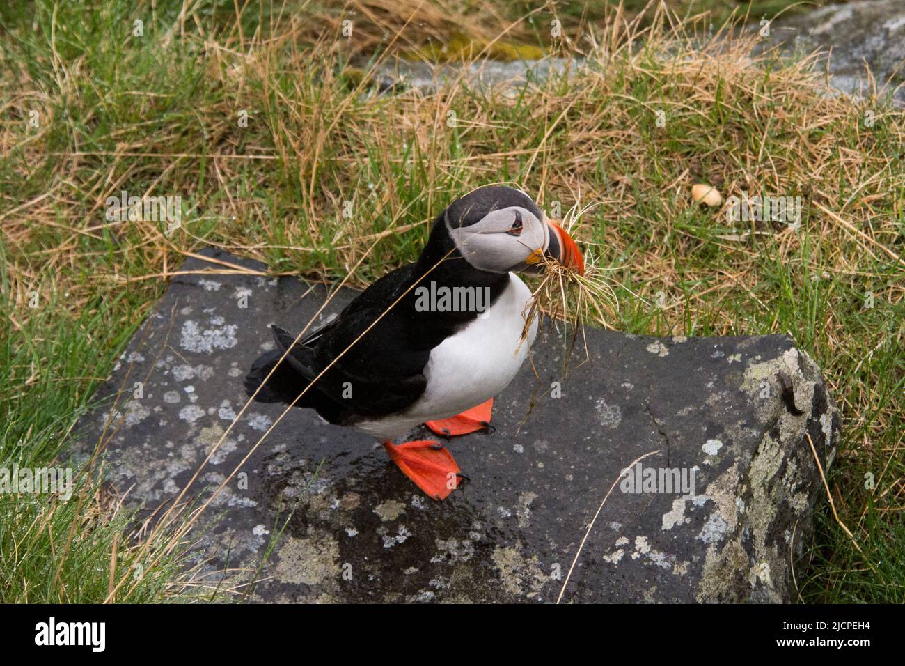 Atlantischer Papageientaucher pflückt Nistmaterial auf der Insel Runde an der Westküste Norwegens im Norwegischen Meer. Stockfoto