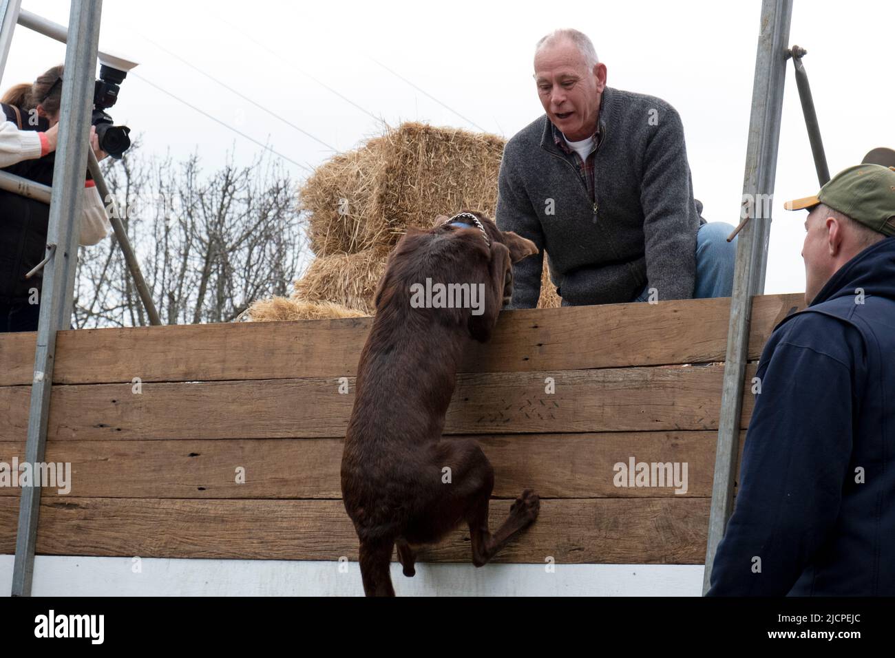 Ein Kelpie-Hund klettert während eines Rennens am Kelpie Muster in Casterton, Victoria, Australien, eine Wand. Stockfoto