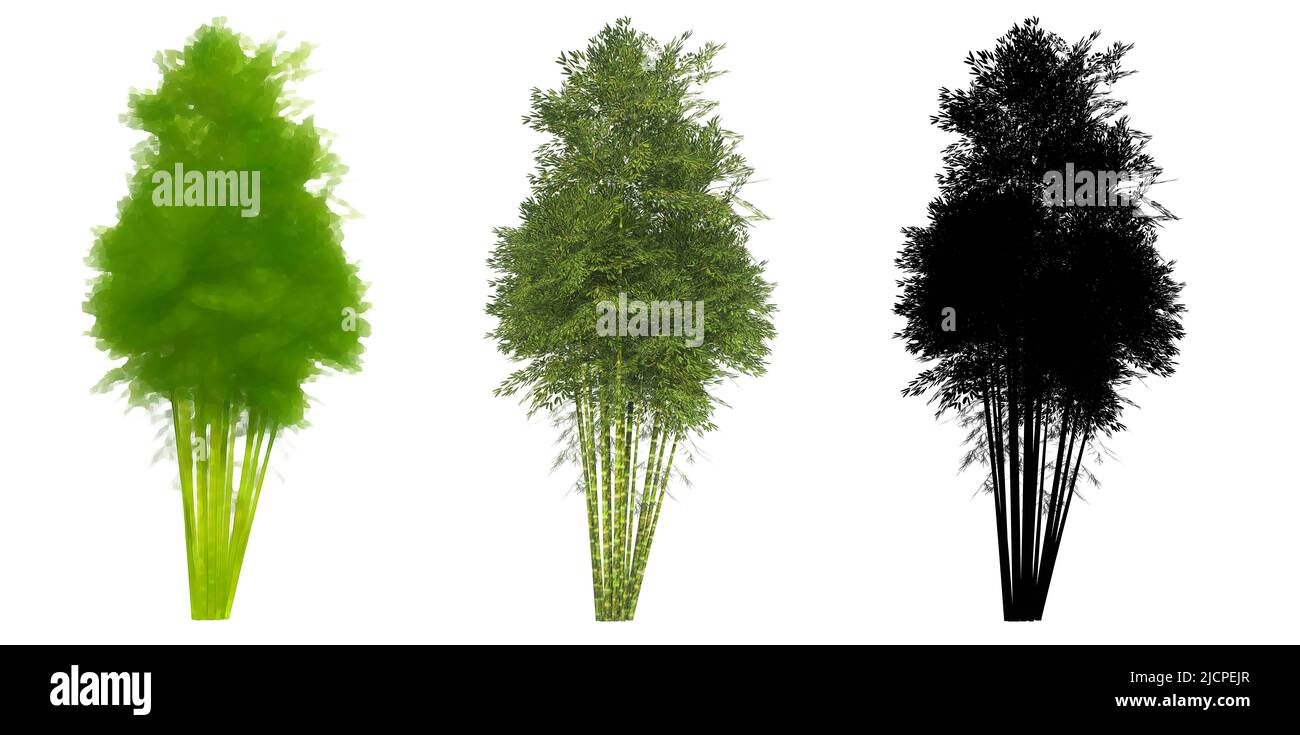 Set oder Sammlung von Bambusbäumen, gemalt, natürlich und als schwarze Silhouette auf weißem Hintergrund. Konzept oder konzeptionelle 3D Illustration für die Natur, e Stockfoto