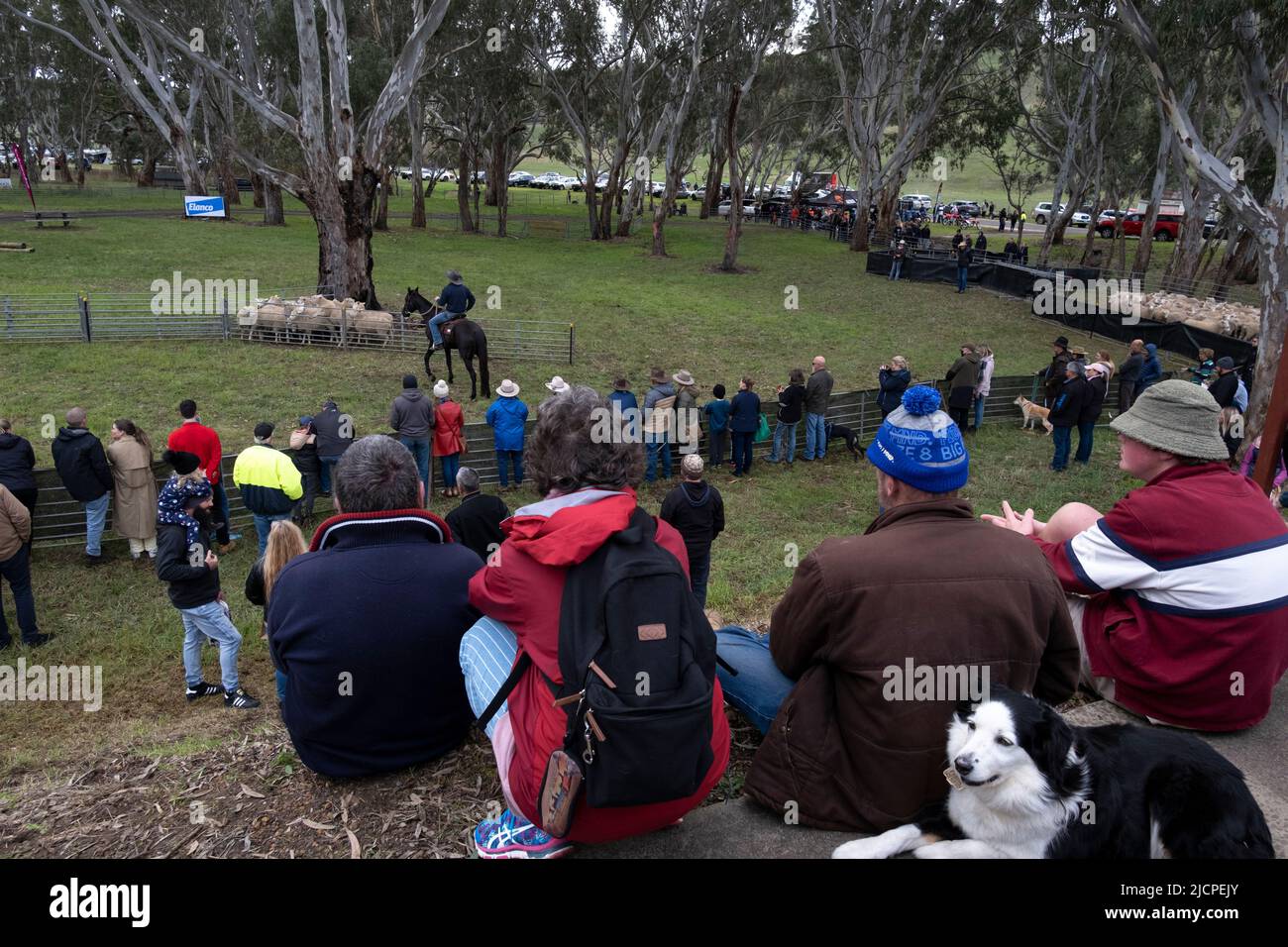 Hunde und Menschen beobachten beim Kelpie Muster in Casterton, Victoria, Australien, wie ein Stockman Schafe umschürt. Stockfoto