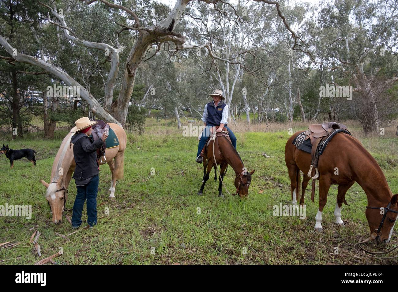 Bauern, die sich mit ihren Pferden und ihrem Hund im Kelpie Muster in Casterton, Victoria, Australien, ausruhen Stockfoto