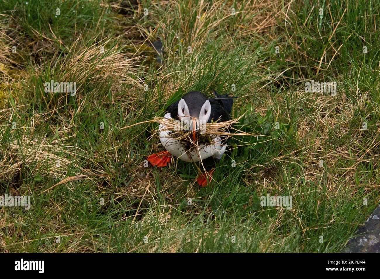 Atlantischer Papageientaucher pflückt Nistmaterial auf der Insel Runde an der Westküste Norwegens im Norwegischen Meer. Stockfoto