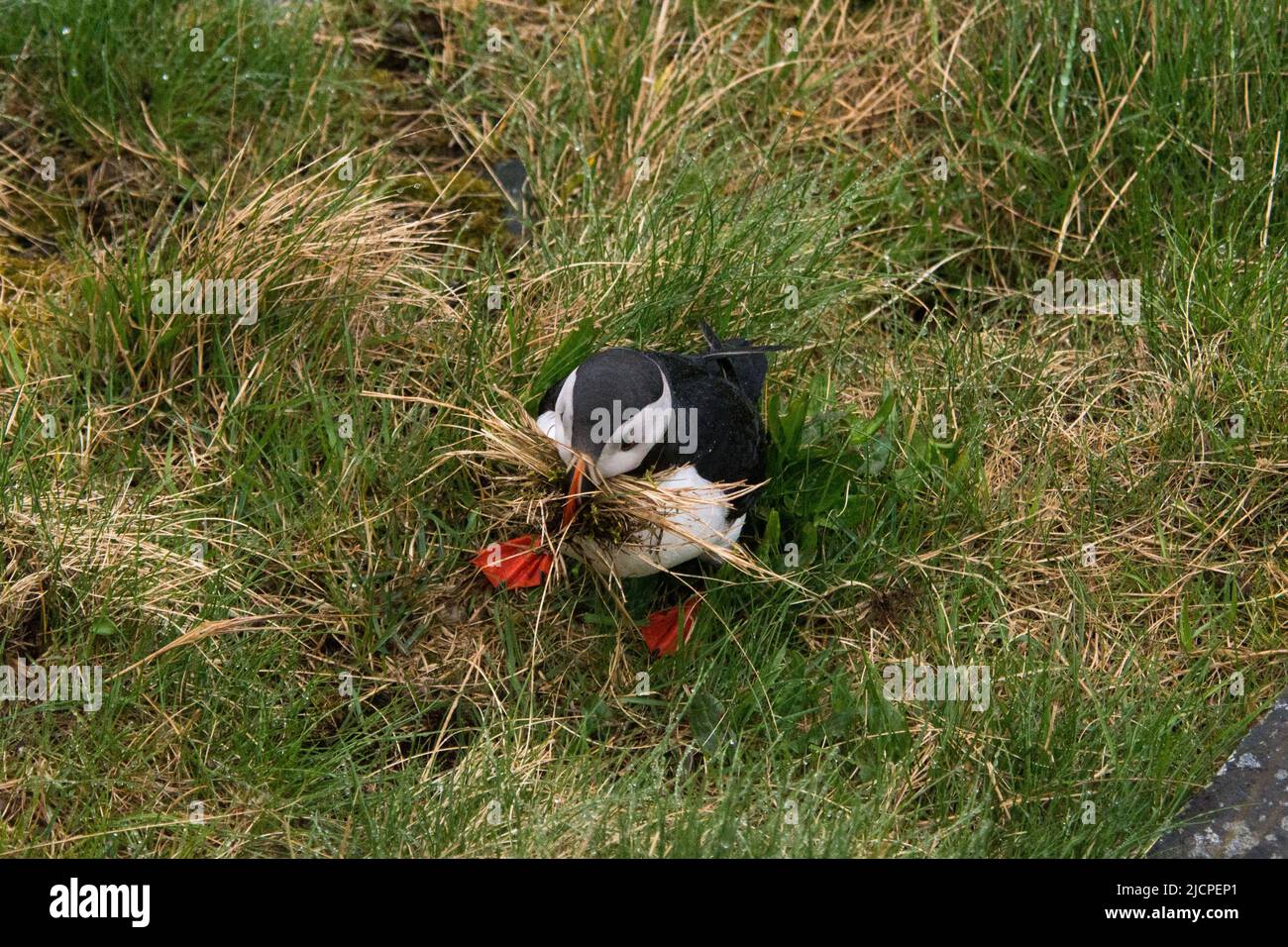 Atlantischer Papageientaucher pflückt Nistmaterial auf der Insel Runde an der Westküste Norwegens im Norwegischen Meer. Stockfoto