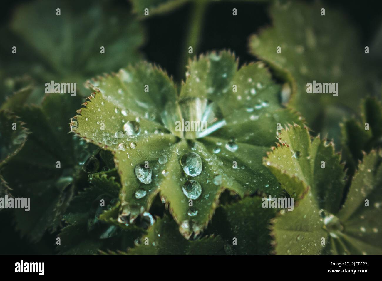 Wassertröpfchen auf dem Blatt der Damenmantelpflanze Stockfoto