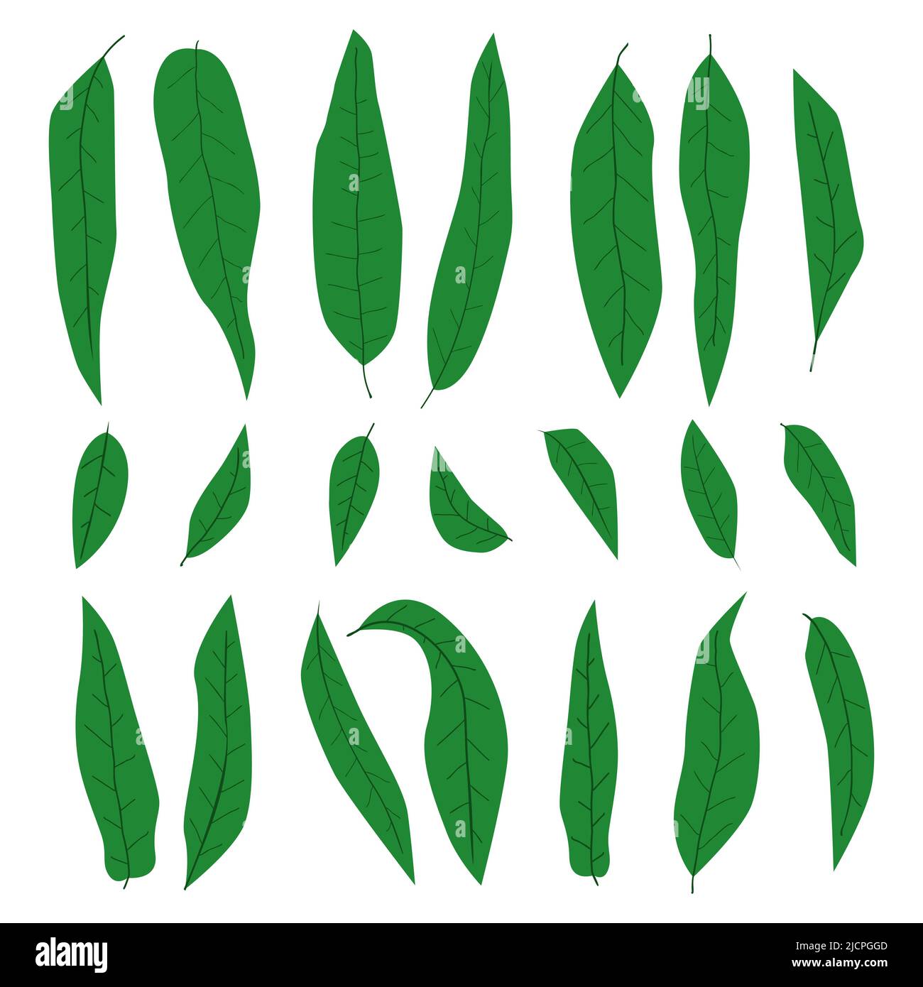 Handgezeichnetes Mangoblätter-Set, verschiedene Formen der abstrakten einfachen grünen Blätter-Kollektion, Elemente für Öko- und Bio-Design, Accessoire-Dekor für moderne il Stock Vektor