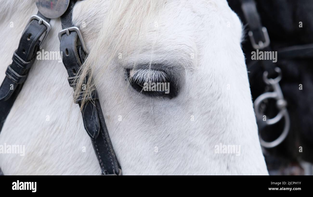 Pferdeauge mit weißen Wimpern, weißes Pferd mit Zaumzeug an der Schnauze, Ausrüstung und Geschirr, das am Kopf des Pferdes zur Kontrolle getragen wird. Vieh, Pferdeleben. Stockfoto