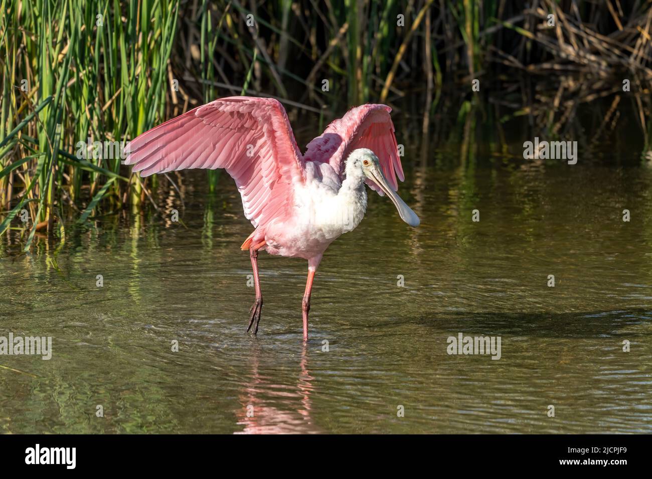 Ein Roseate-Löffler, Platalea ajaja, streckt seine Flügel in einem Sumpfgebiet. South Padre Island Birding Center, Texas. Stockfoto