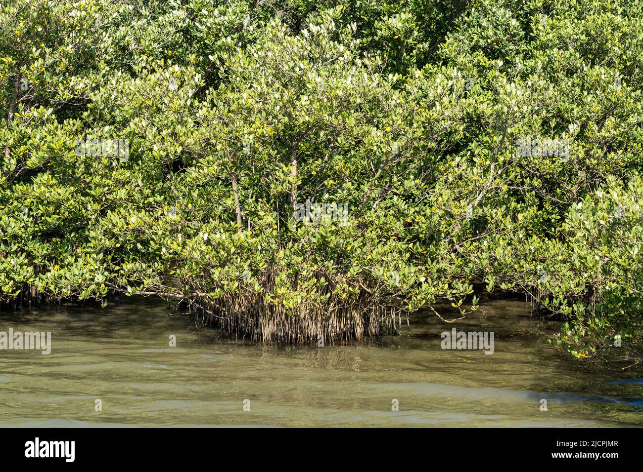 Pneumatophores oder „luftatmende Wurzeln“ der Black Mangrove, Avicennia Keimans, auf South Padre Island, Texas. Stockfoto