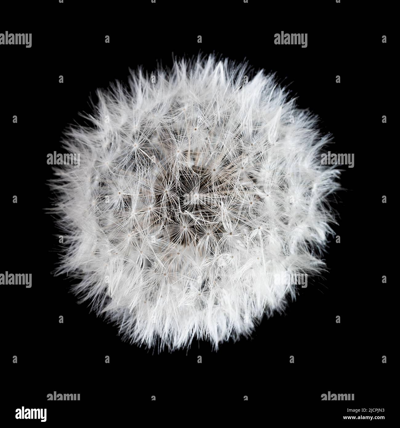 Dandelion auf schwarzem Hintergrund. Freiheit zu wünschen. Dandelion Silhouette flauschige Blume. Makro-Nahaufnahme des Ausgangssaals. Weichfokus. Auf Wiedersehen Sommer. Hoffnung und träumendes Konzept. Fragilität. Frühling. Stockfoto