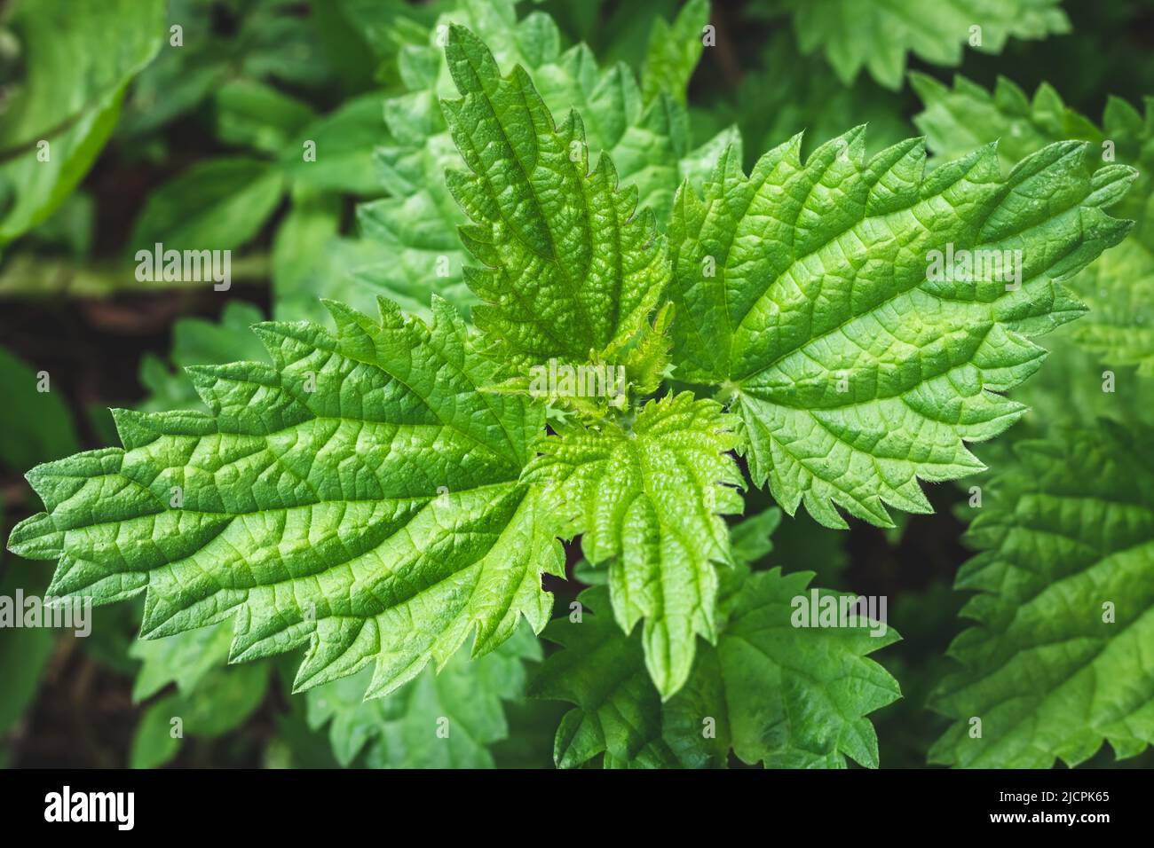 Junger Brennnesselbusch im Freien. Urtica dioica. Nahaufnahme einer Brennnesselpflanze. Konzept der Kräutermedizin. Laub grüner Hintergrund. Blattmuster. Grün Stockfoto
