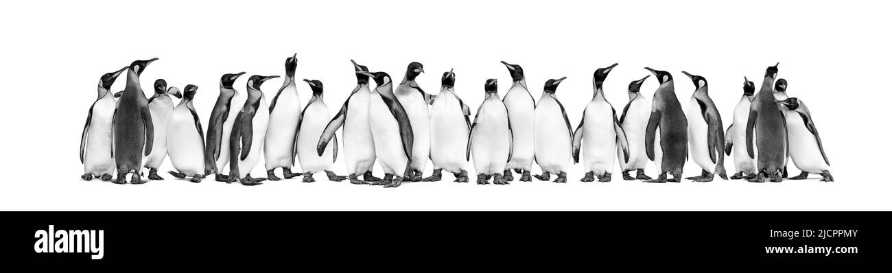 Schwarz-Weiß-Ansicht der Kolonie der Königspinguine zusammen, isoliert auf Weiß Stockfoto