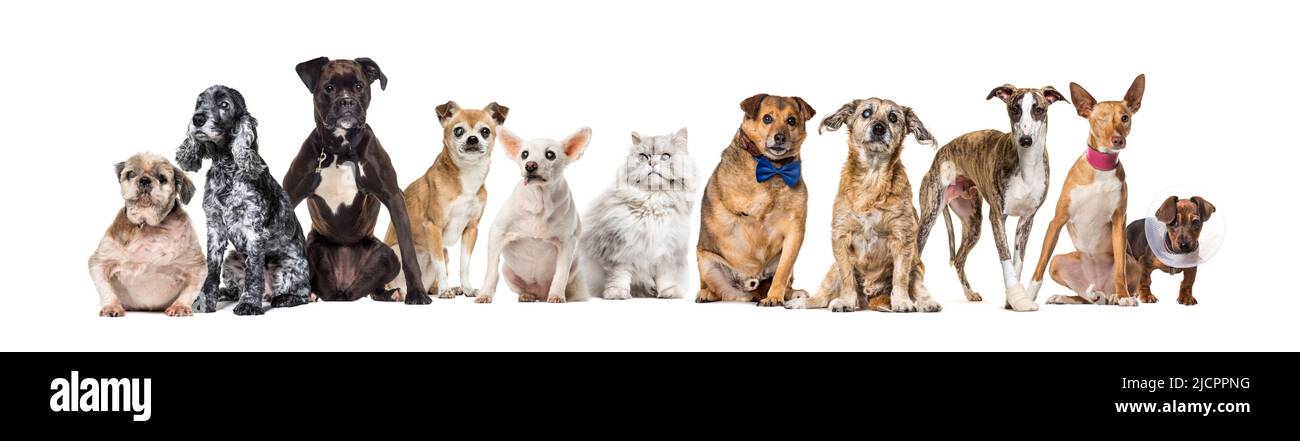 Gruppe von kranken, blinden, verletzten, behinderten Hunden und Katzen, die in einer Reihe stehen, isoliert auf Weiß Stockfoto