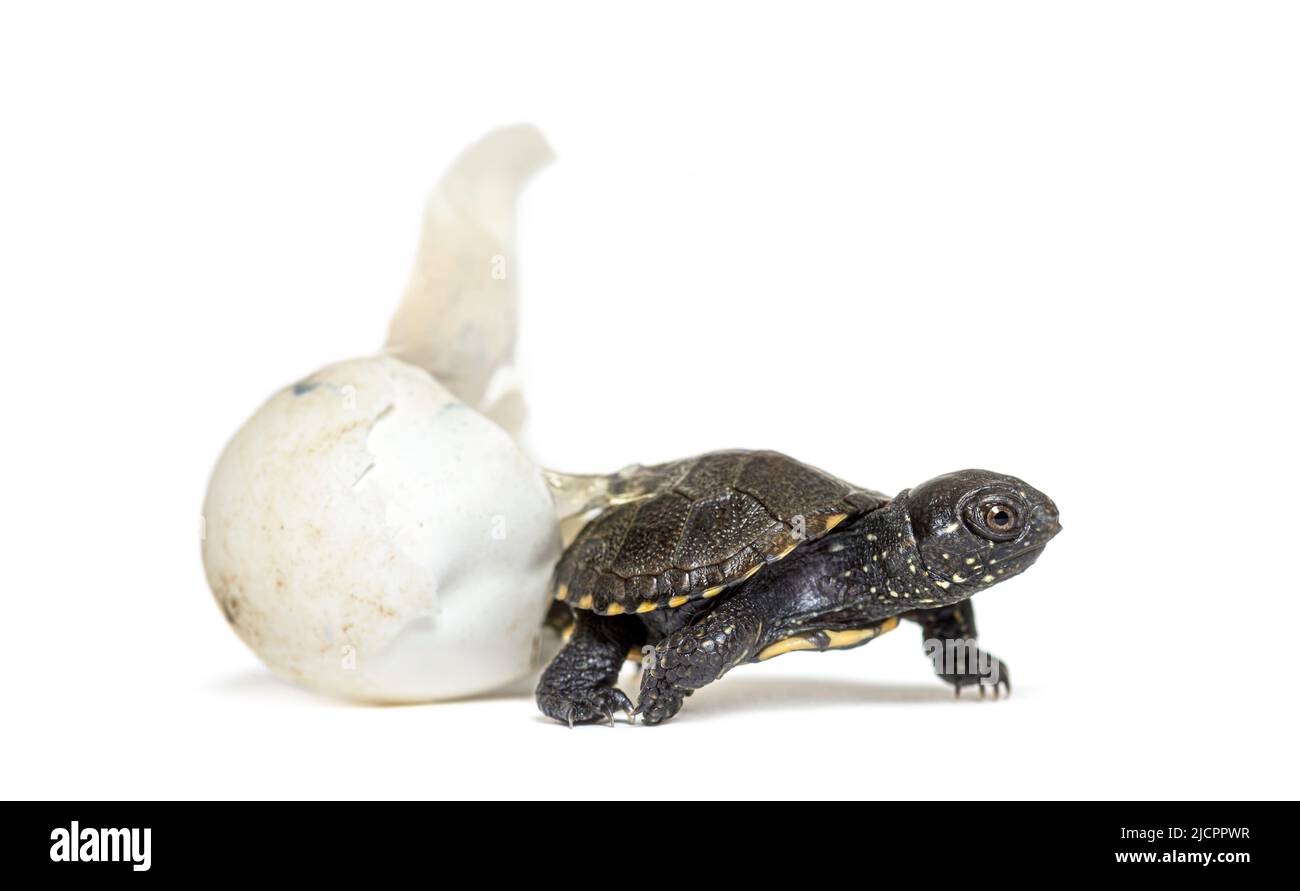 Europäische Teichschildkröte schlüpft aus ihrem Ei, isoliert auf Weiß Stockfoto
