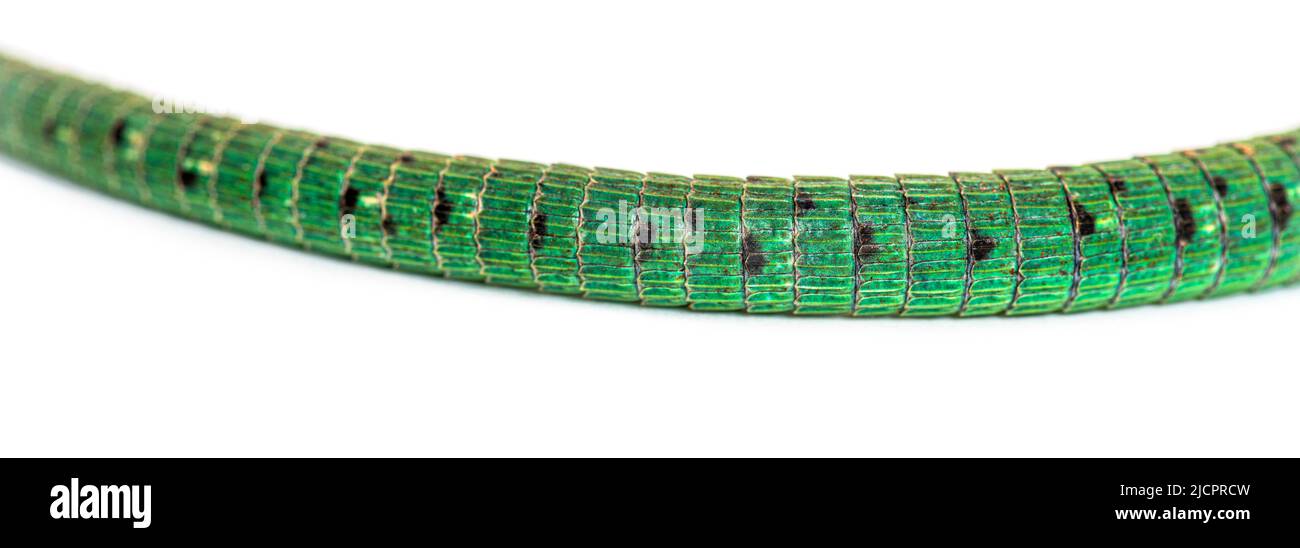 Grüner Kielbauchschwanz, Gastholis prasina, isoliert auf Weiß Stockfoto
