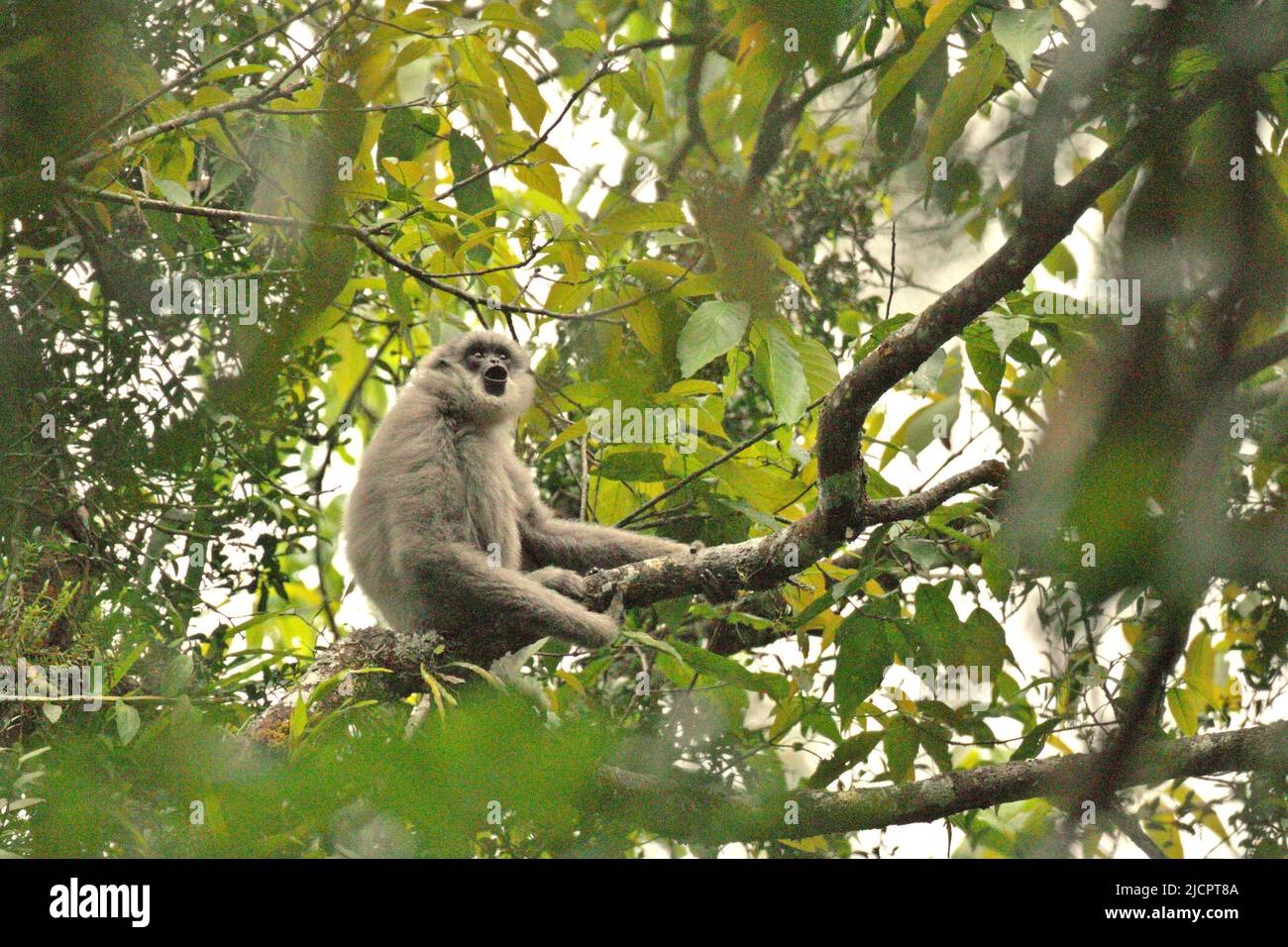 Ein javischer Gibbon (Hylobates moloch, silbrig gibbon), der auf einem Baumzweig im Gunung Halimun Salak National Park in West Java, Indonesien sitzt. Stockfoto