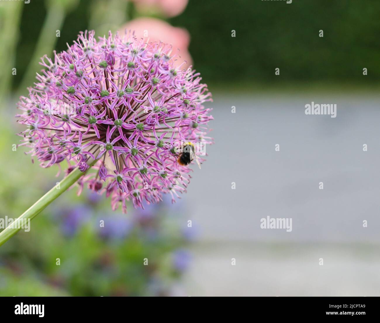 Biene besucht eine hübsche Blume Stockfoto