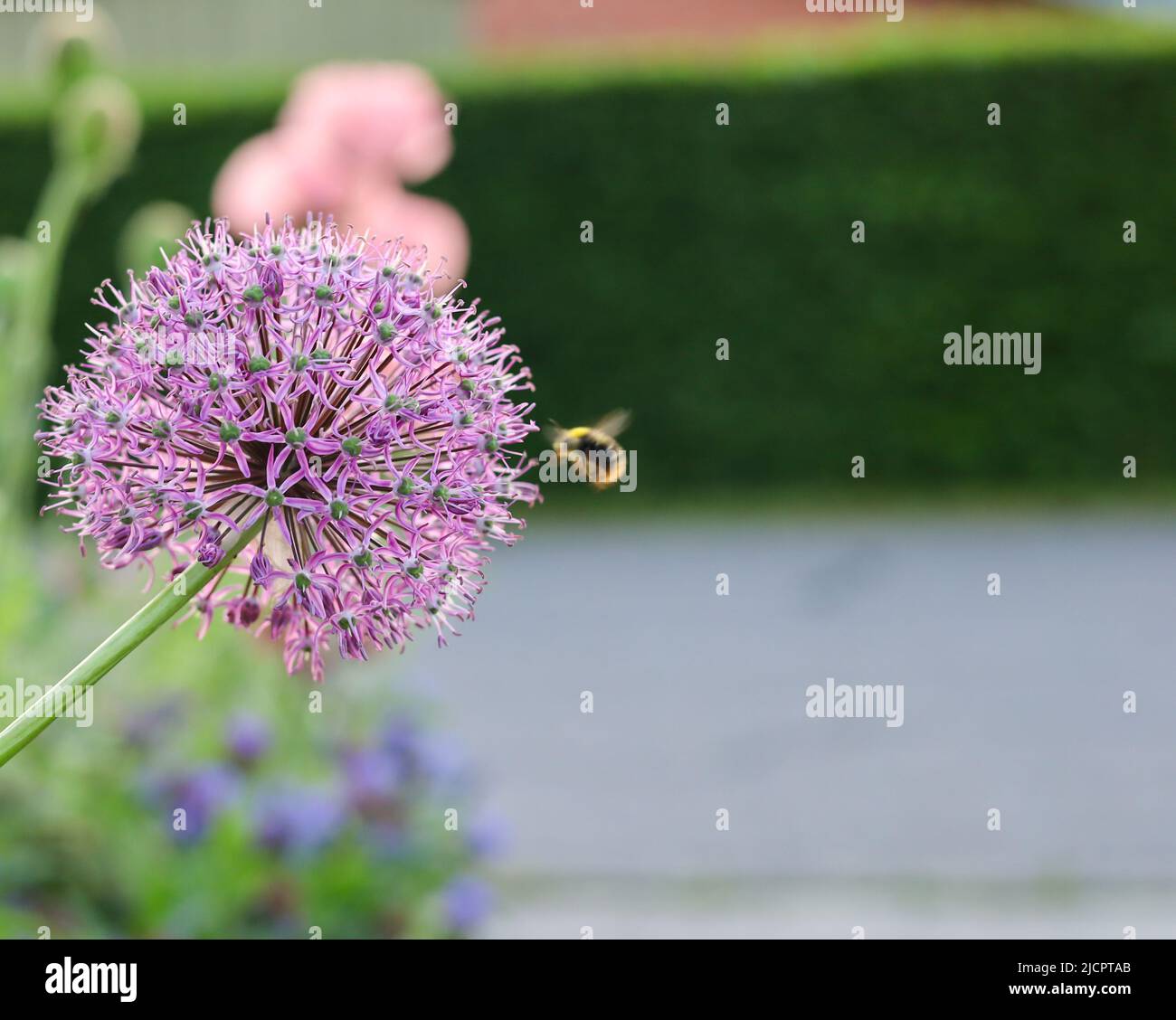 Biene besucht eine hübsche Blume Stockfoto