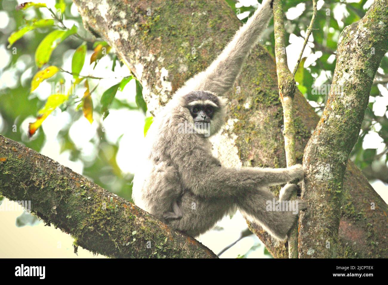 Porträt einer weiblichen Einzelperson des Javanischen Gibbons (Hylobates moloch, silbrig Gibbon), die ein Kleinkind im Gunung Halimun Salak National Park in West Java, Indonesien, trägt. Stockfoto