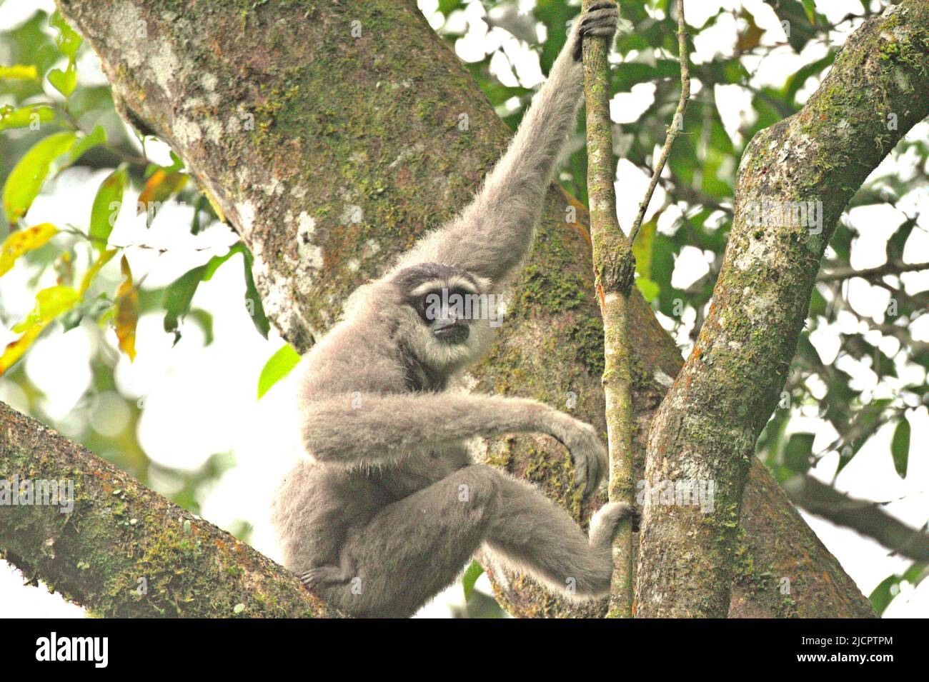 Porträt einer weiblichen Einzelperson des Javanischen Gibbons (Hylobates moloch, silbrig Gibbon), die ein Kleinkind im Gunung Halimun Salak National Park in West Java, Indonesien, trägt. Stockfoto