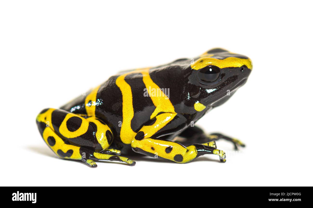 Gelb gebänderter Giftpfeilfrosch, Dendrobates leucomelas Stockfoto