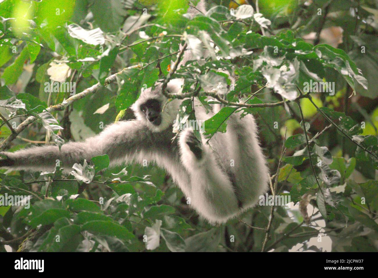 Ein javischer Gibbon (Hylobates moloch, silvery gibbon) im Gunung Halimun Salak National Park in West Java, Indonesien. Stockfoto