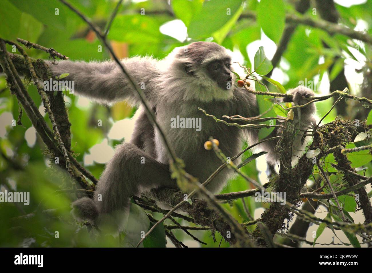 Ein Javaneigebon (Hylobates moloch, silbrig gibbon), der Früchte eines Feigenbaums im Gunung Halimun Salak National Park in West Java, Indonesien isst. Stockfoto