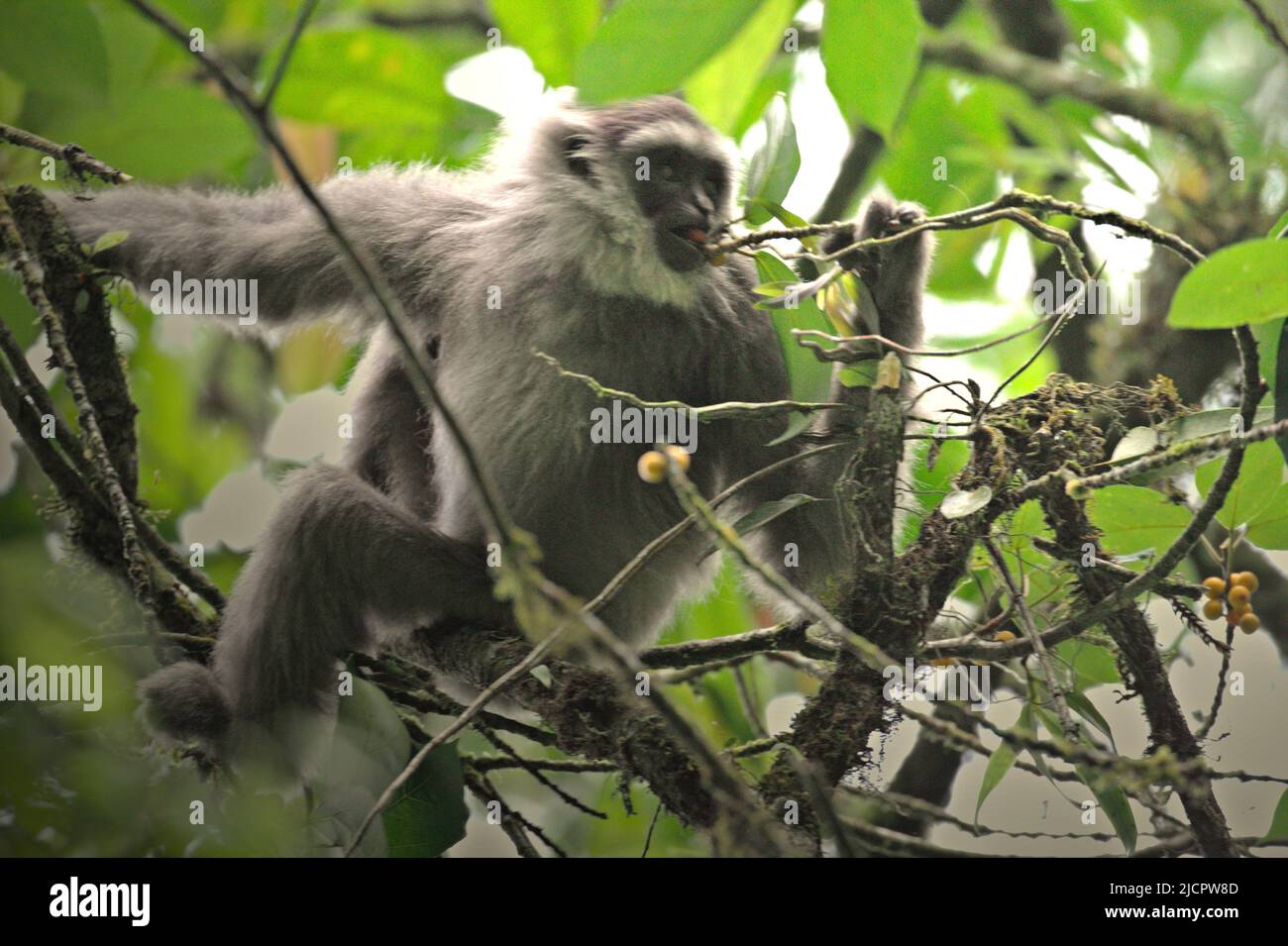 Ein Javaneigebon (Hylobates moloch, silbrig gibbon), der Früchte eines Feigenbaums im Gunung Halimun Salak National Park in West Java, Indonesien isst. Stockfoto