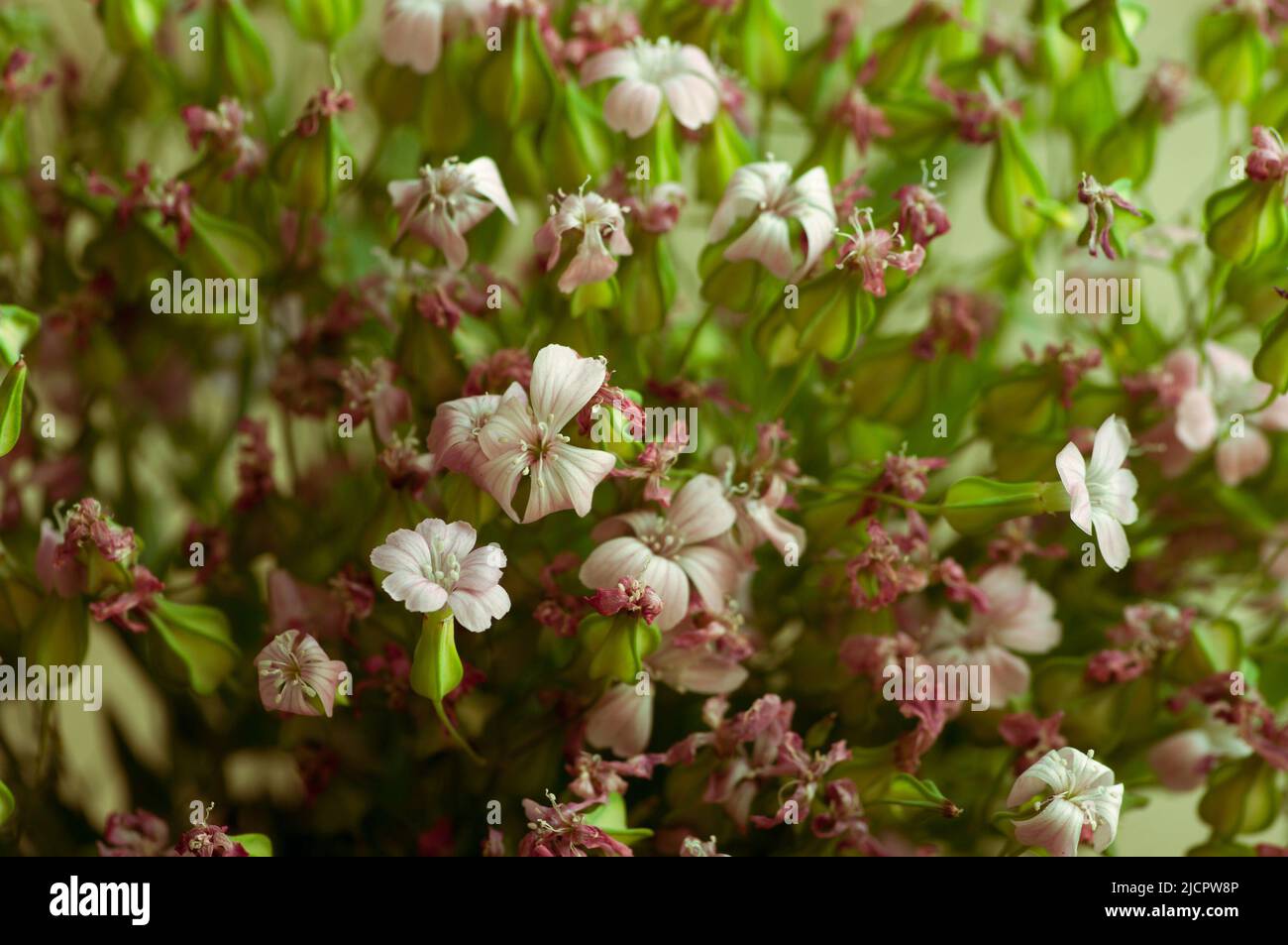 Nahaufnahme von trockenen Blumen. Minimalistischer Blumenhintergrund. Stockfoto