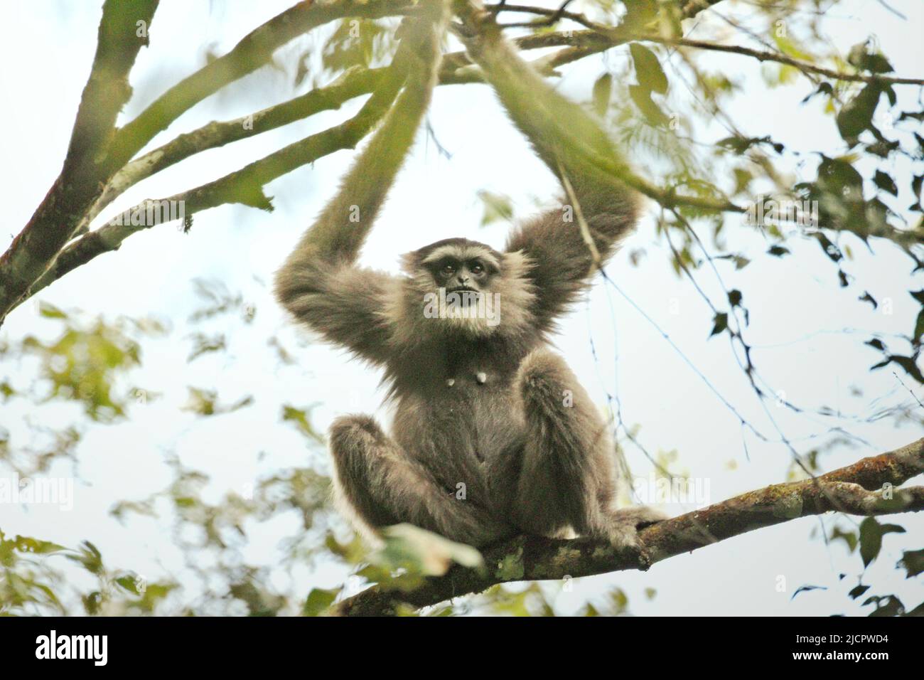 Porträt eines Javanischen Gibbons (Hylobates moloch, silvery gibbon) im Gunung Halimun Salak Nationalpark in West Java, Indonesien. Stockfoto
