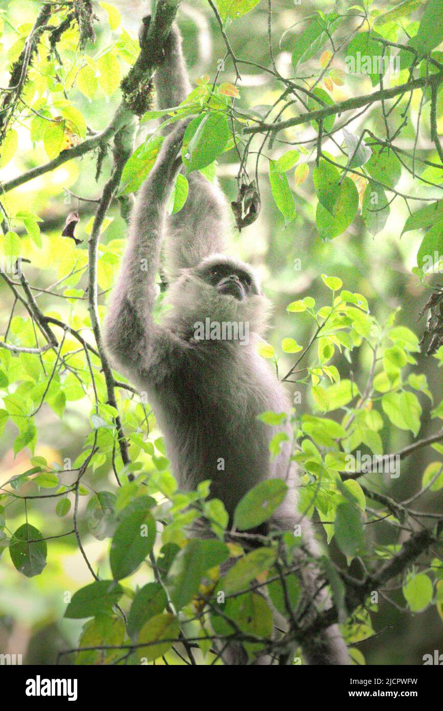 Ein javischer Gibbon (Hylobates moloch, silbrig gibbon), der im Gunung Halimun Salak National Park in West Java, Indonesien, auf Nahrungssuche ist. Stockfoto