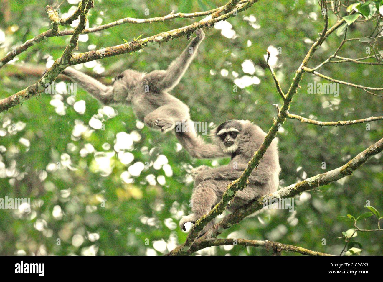 Javanische Gibbons (Hylobates moloch, silvery gibbon) im Gunung Halimun Salak National Park in West Java, Indonesien. Stockfoto