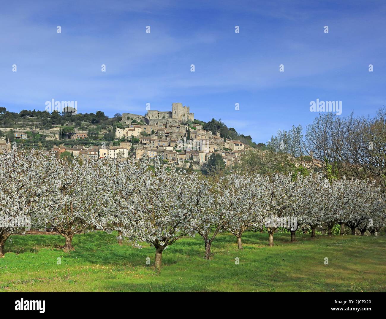 Frankreich, Vaucluse Lacoste, Dorf im regionalen Naturpark Luberon, Kirschblütengarten Stockfoto