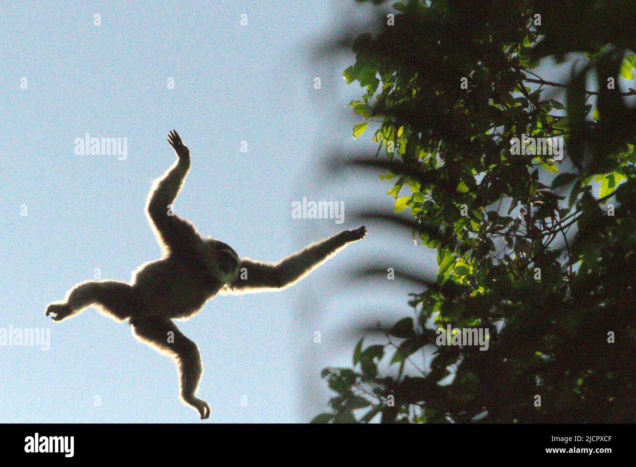 Ein javischer Gibbon (Hylobates moloch, silbrig gibbon) springt zu einem anderen Baum im Gunung Halimun Salak Nationalpark in West Java, Indonesien. Stockfoto